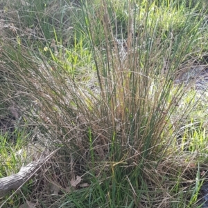 Juncus sp. at Bruce, ACT - 3 Sep 2020