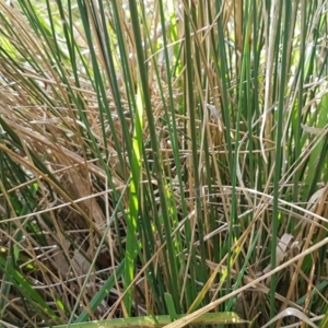 Juncus sp. at Bruce, ACT - 3 Sep 2020