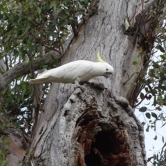 Cacatua galerita (Sulphur-crested Cockatoo) at O'Malley, ACT - 2 Sep 2020 by Mike