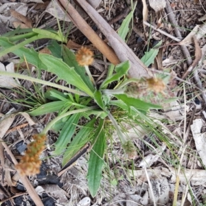 Plantago varia at Bruce, ACT - 3 Sep 2020 04:23 PM