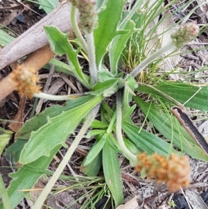 Plantago varia at Bruce, ACT - 3 Sep 2020 04:23 PM