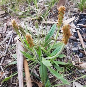 Plantago varia at Bruce, ACT - 3 Sep 2020 04:23 PM