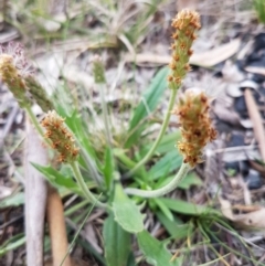 Plantago varia at Bruce, ACT - 3 Sep 2020 04:23 PM