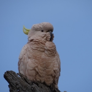 Cacatua galerita at O'Malley, ACT - 3 Sep 2020