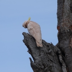 Cacatua galerita at O'Malley, ACT - 3 Sep 2020