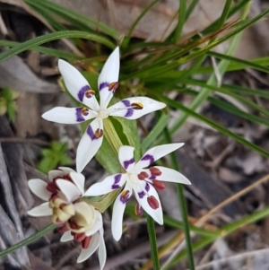 Wurmbea dioica subsp. dioica at Bruce, ACT - 3 Sep 2020