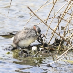 Tachybaptus novaehollandiae (Australasian Grebe) at Gungahlin, ACT - 3 Sep 2020 by AlisonMilton