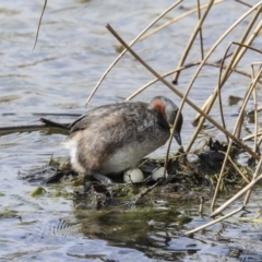 Tachybaptus novaehollandiae at suppressed - 3 Sep 2020