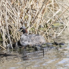 Tachybaptus novaehollandiae at suppressed - 3 Sep 2020