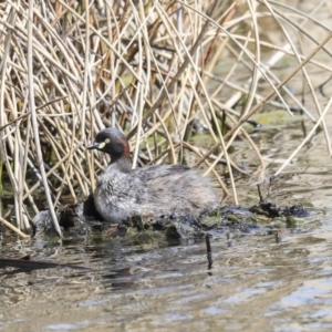 Tachybaptus novaehollandiae at suppressed - 3 Sep 2020