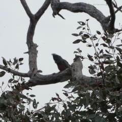 Callocephalon fimbriatum (Gang-gang Cockatoo) at O'Malley, ACT - 3 Sep 2020 by Mike