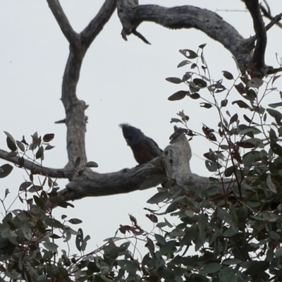 Callocephalon fimbriatum (Gang-gang Cockatoo) at O'Malley, ACT - 3 Sep 2020 by Mike