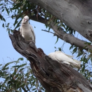 Cacatua sanguinea at O'Malley, ACT - 3 Sep 2020