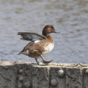 Aythya australis at Gungahlin, ACT - 3 Sep 2020