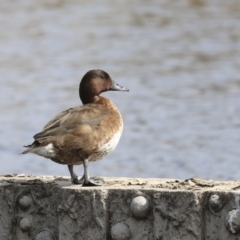 Aythya australis at Gungahlin, ACT - 3 Sep 2020 12:13 PM