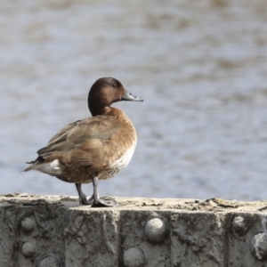 Aythya australis at Gungahlin, ACT - 3 Sep 2020