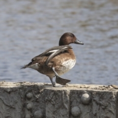 Aythya australis at Gungahlin, ACT - 3 Sep 2020 12:13 PM