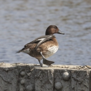 Aythya australis at Gungahlin, ACT - 3 Sep 2020