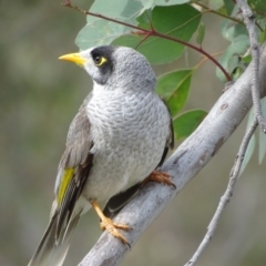 Manorina melanocephala (Noisy Miner) at O'Malley, ACT - 2 Sep 2020 by Mike