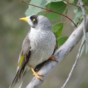 Manorina melanocephala at O'Malley, ACT - 3 Sep 2020 09:19 AM