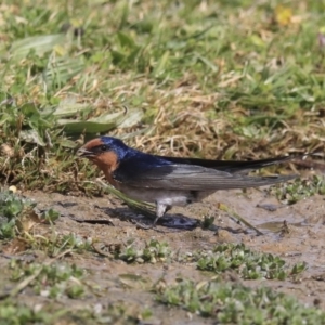 Hirundo neoxena at Gungahlin, ACT - 3 Sep 2020 12:15 PM