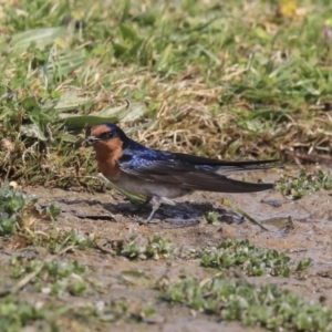 Hirundo neoxena at Gungahlin, ACT - 3 Sep 2020 12:15 PM