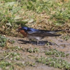 Hirundo neoxena at Gungahlin, ACT - 3 Sep 2020