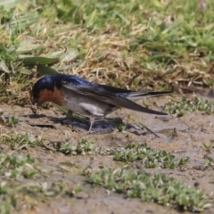 Hirundo neoxena at Gungahlin, ACT - 3 Sep 2020