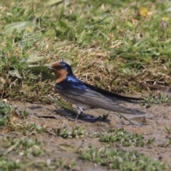 Hirundo neoxena at Gungahlin, ACT - 3 Sep 2020