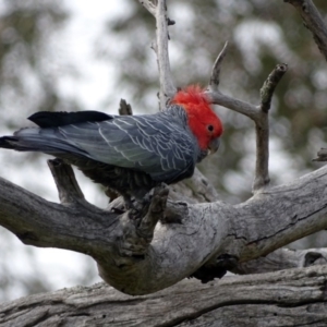 Callocephalon fimbriatum at O'Malley, ACT - 3 Sep 2020