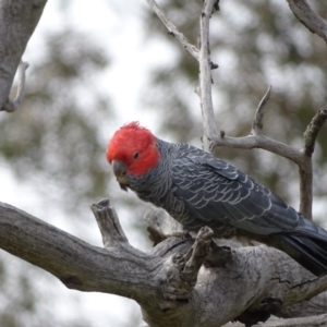 Callocephalon fimbriatum at O'Malley, ACT - suppressed