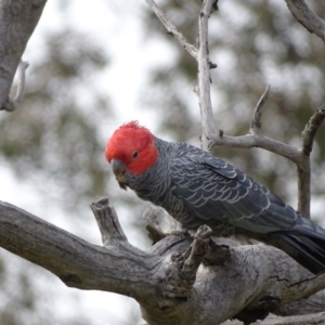 Callocephalon fimbriatum at O'Malley, ACT - 3 Sep 2020