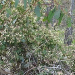 Clematis leptophylla at O'Malley, ACT - 3 Sep 2020