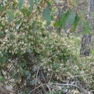 Clematis leptophylla at O'Malley, ACT - 3 Sep 2020