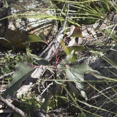 Brachychiton populneus subsp. populneus (Kurrajong) at The Pinnacle - 29 Aug 2020 by AlisonMilton
