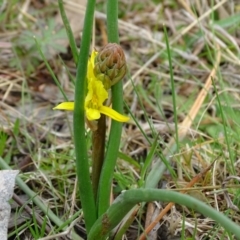 Bulbine bulbosa (Golden Lily, Bulbine Lily) at O'Malley, ACT - 3 Sep 2020 by Mike