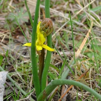 Bulbine bulbosa (Golden Lily) at O'Malley, ACT - 2 Sep 2020 by Mike