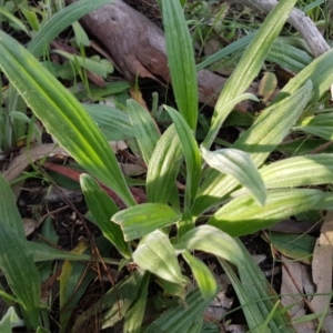 Plantago varia at Bruce, ACT - 3 Sep 2020 04:29 PM