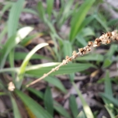 Plantago varia at Bruce, ACT - 3 Sep 2020