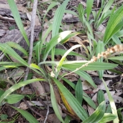 Plantago varia at Bruce, ACT - 3 Sep 2020 04:29 PM