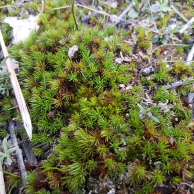 Polytrichaceae sp. (family) (A moss) at Bruce Ridge to Gossan Hill - 3 Sep 2020 by trevorpreston