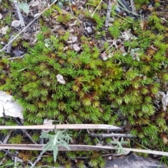 Polytrichaceae at Bruce, ACT - 3 Sep 2020