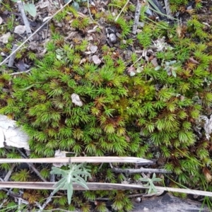 Polytrichaceae sp. (family) at Bruce, ACT - 3 Sep 2020