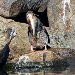 Perca fluviatilis at Gordon, ACT - 25 Jun 2019