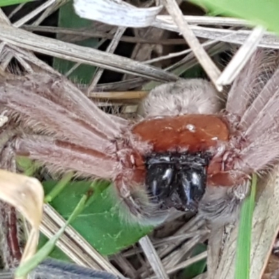Delena cancerides (Social huntsman spider) at Flea Bog Flat, Bruce - 3 Sep 2020 by tpreston