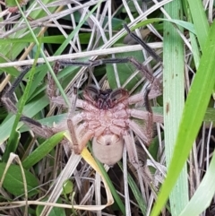 Delena cancerides at Bruce, ACT - 3 Sep 2020