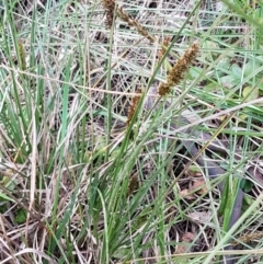 Carex appressa at Bruce, ACT - 3 Sep 2020 04:40 PM