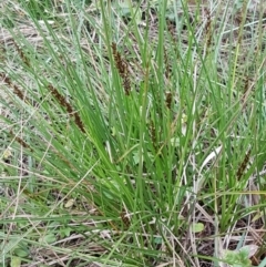 Carex appressa at Bruce, ACT - 3 Sep 2020 04:40 PM