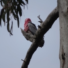 Eolophus roseicapilla (Galah) at O'Malley, ACT - 2 Sep 2020 by Mike
