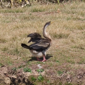 Anhinga novaehollandiae at Bonython, ACT - 2 Sep 2020